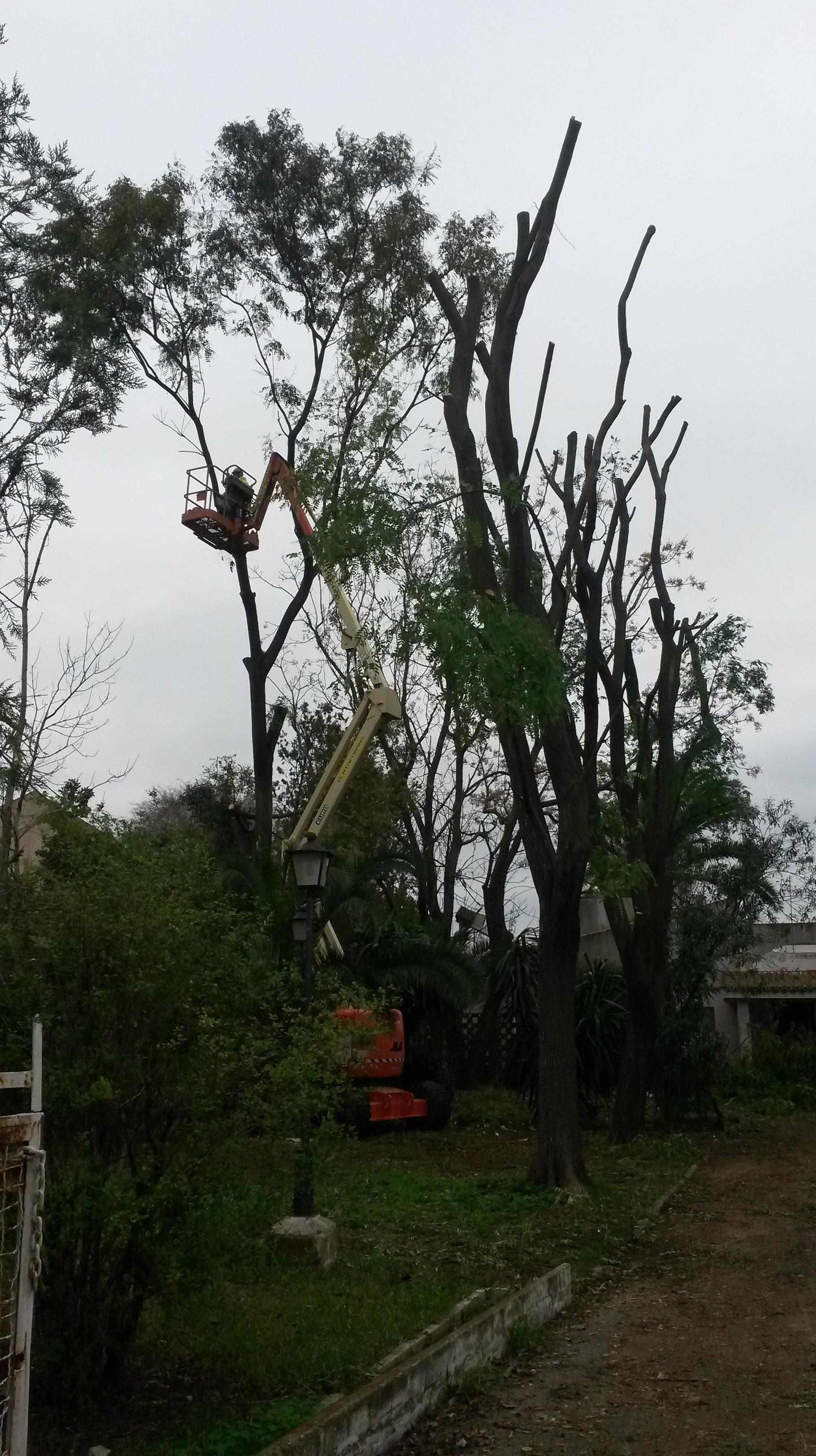 PODA DE ARBOLES : Servicios de Jardines y paisajes PODA DE ARBOLES : Servicios de Jardines y paisajes