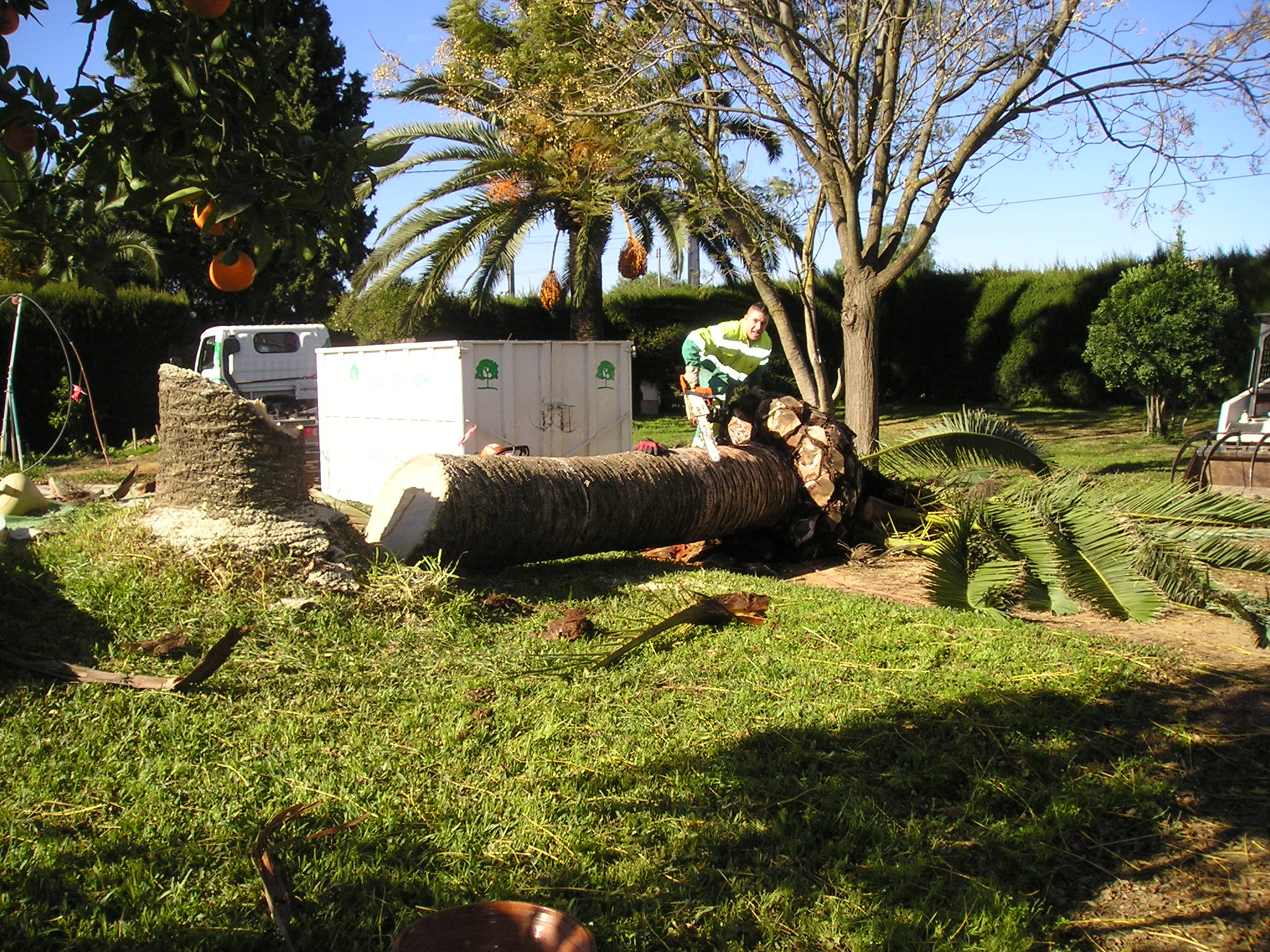 Tala de palmera afectada por picudo rojo Tala de palmera afectada por picudo rojo