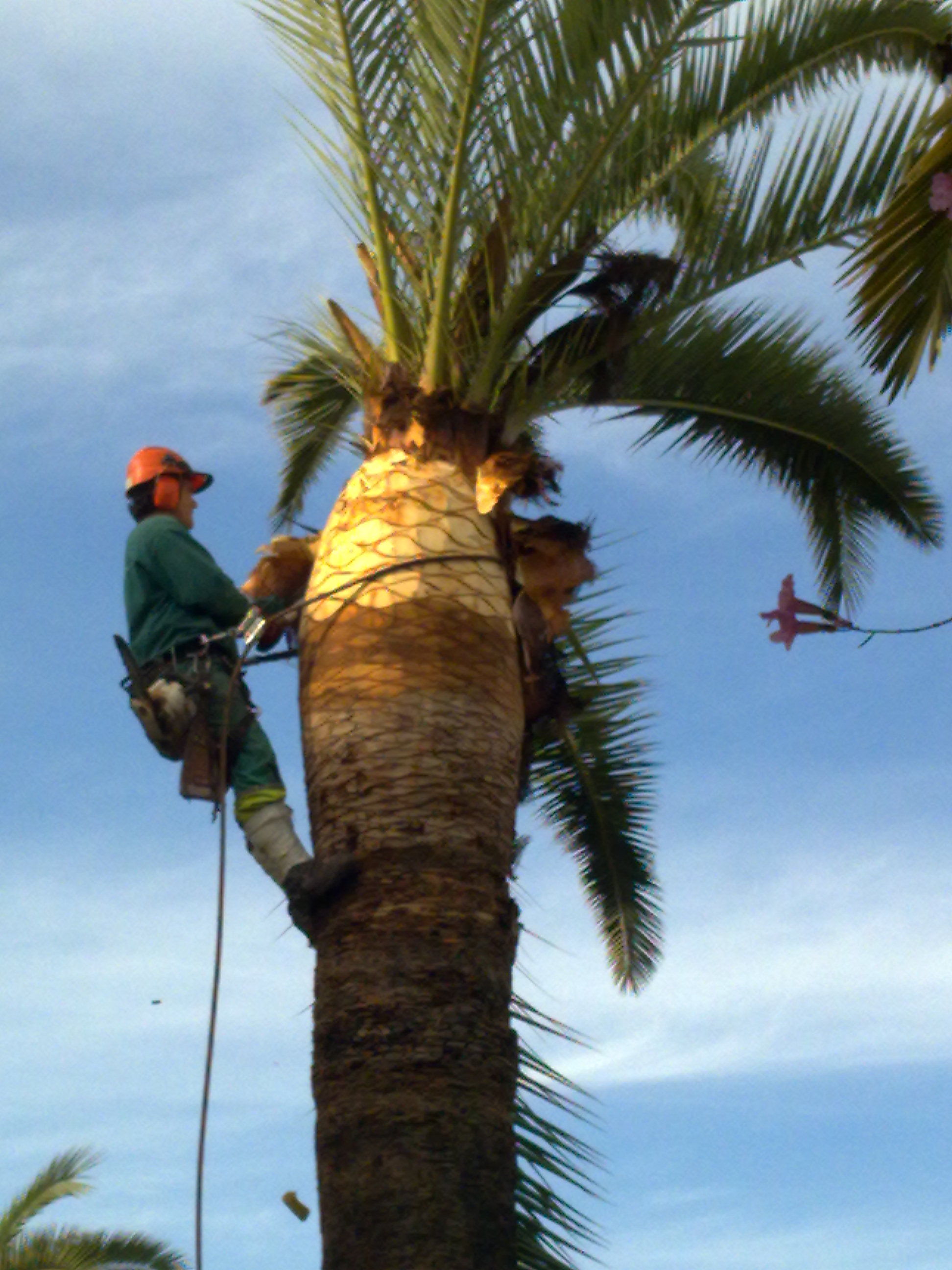 CIRUGÍA VEGETAL A PALMERAS AFECTADAS POR PICUDO ROJO : Servicios de Jardines y paisajes CIRUGÍA VEGETAL A PALMERAS AFECTADAS POR PICUDO ROJO : Servicios de Jardines y paisajes