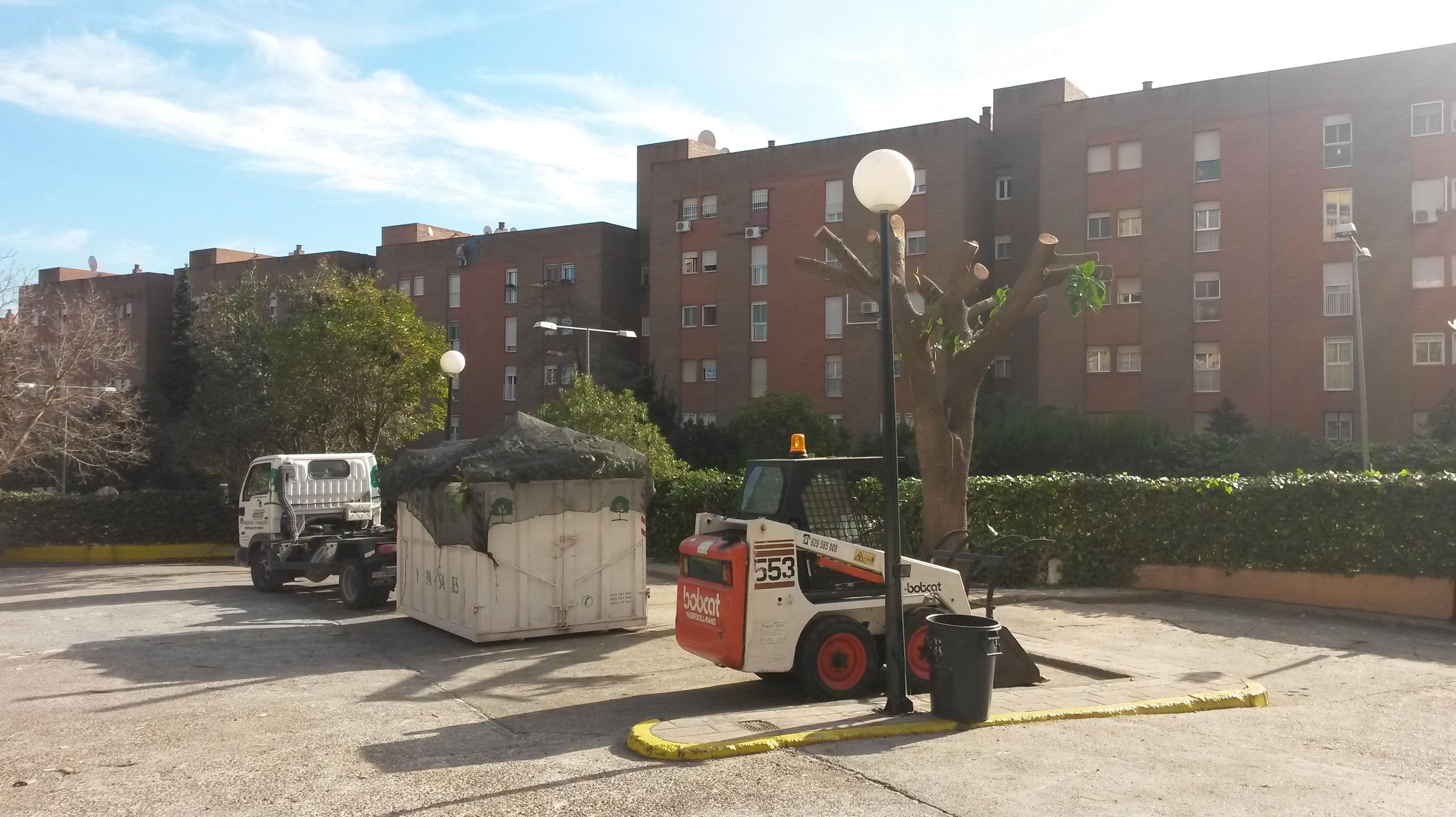 PODA DE ARBOLES : Servicios de Jardines y paisajes PODA DE ARBOLES : Servicios de Jardines y paisajes