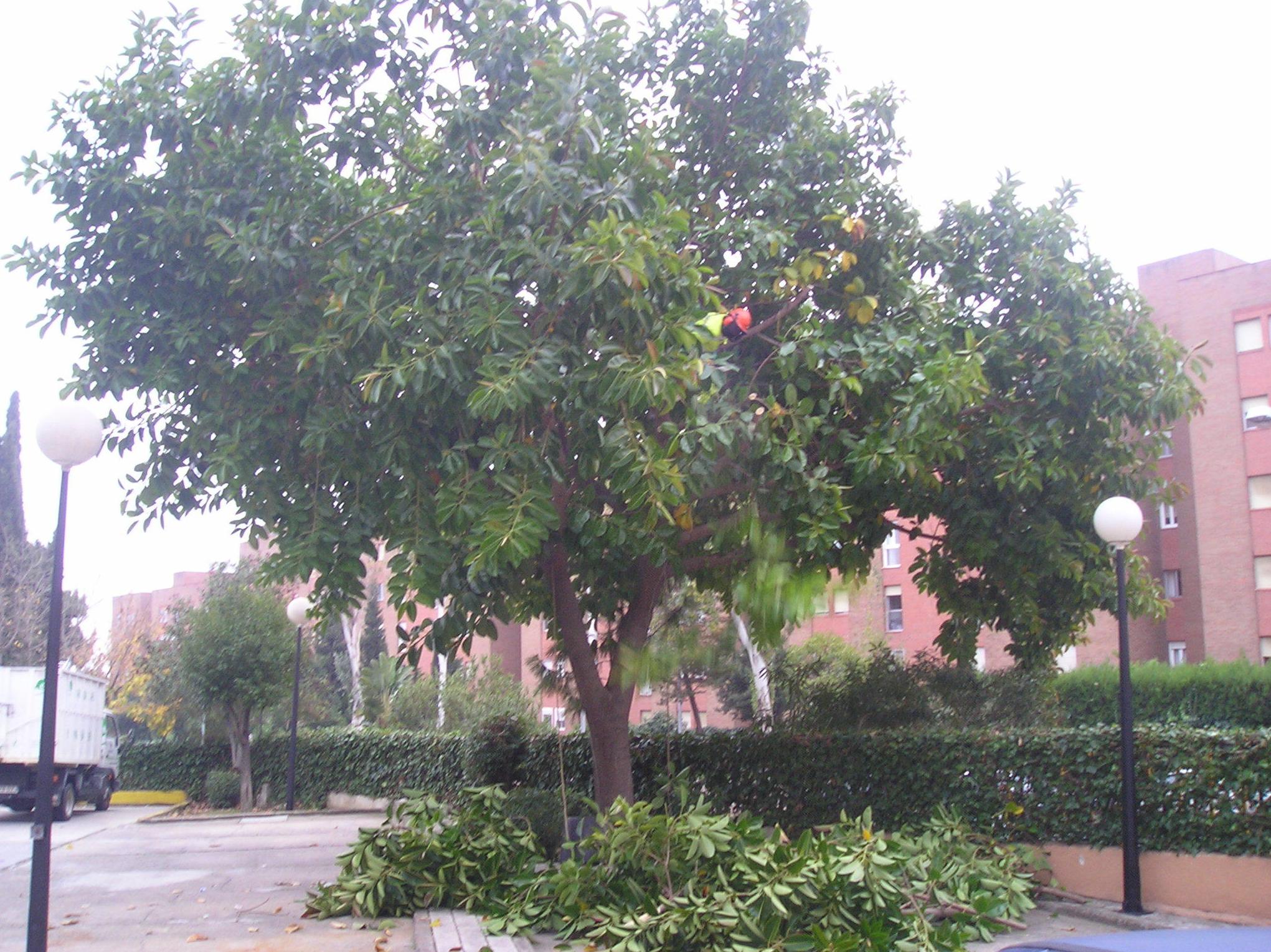 PODA DE ARBOLES : Servicios de Jardines y paisajes PODA DE ARBOLES : Servicios de Jardines y paisajes