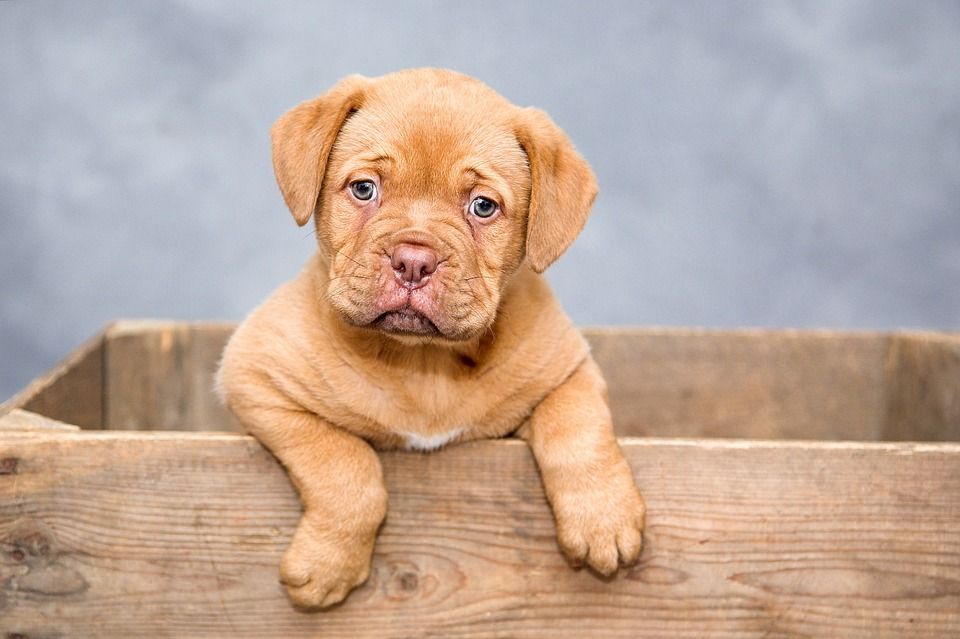 Pienso para perros: Servicios de Farmacia Fernando Goyeneche Pienso para perros: Servicios de Farmacia Fernando Goyeneche