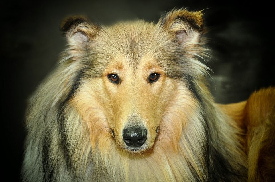 Peinado: Servicios de Beauty Dog Spa Peinado: Servicios de Beauty Dog Spa