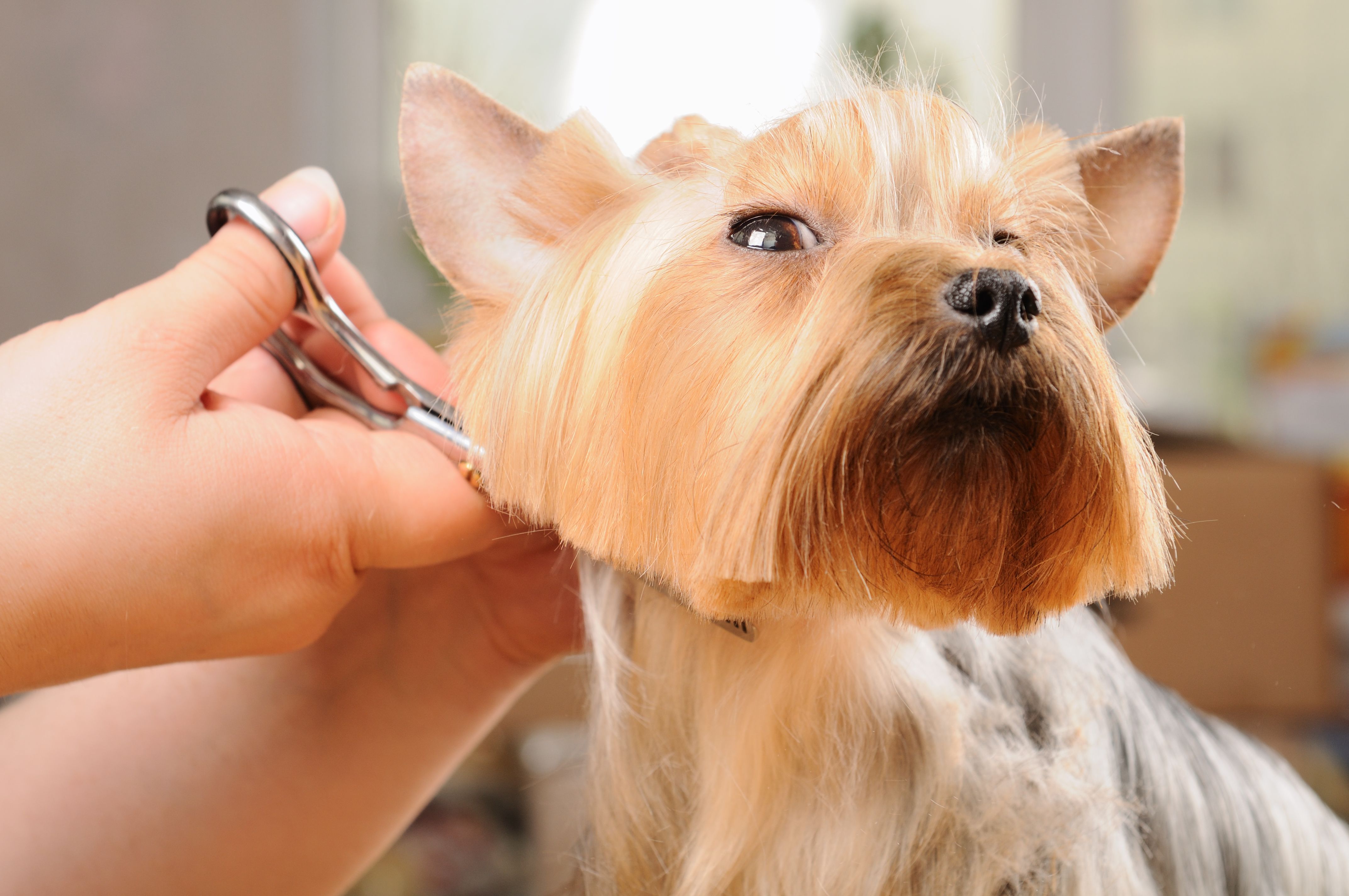 Corte: Servicios de Beauty Dog Spa Corte: Servicios de Beauty Dog Spa