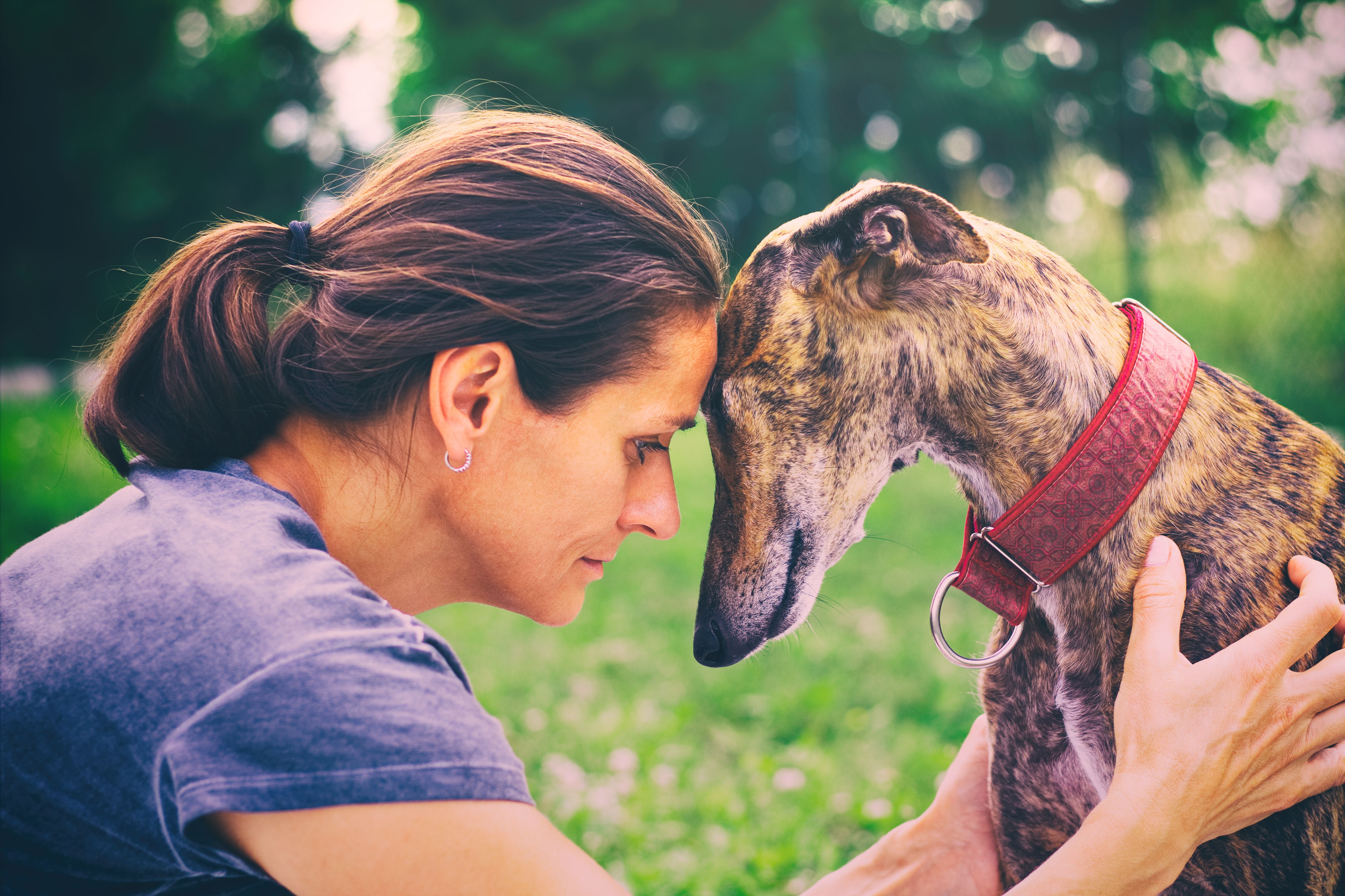 Servicios añadidos: Servicios de Beauty Dog Spa Servicios añadidos: Servicios de Beauty Dog Spa