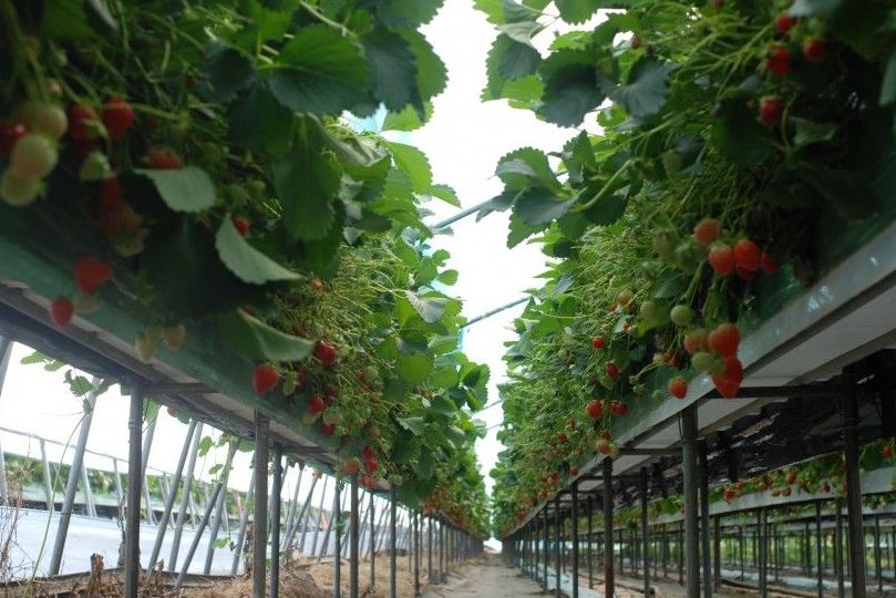 Agricultura: Tratamiento de aguas de SOB Distribuidores Agricultura: Tratamiento de aguas de SOB Distribuidores