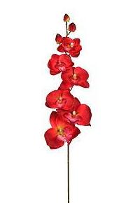 VARA ORQUIDEA PHALENOPSIS (62CM)/ BURDEOS REF: AD0094.03 PRECIO: 1,50€ VARA ORQUIDEA PHALENOPSIS (62CM)/ BURDEOS REF: AD0094.03 PRECIO: 1,50€