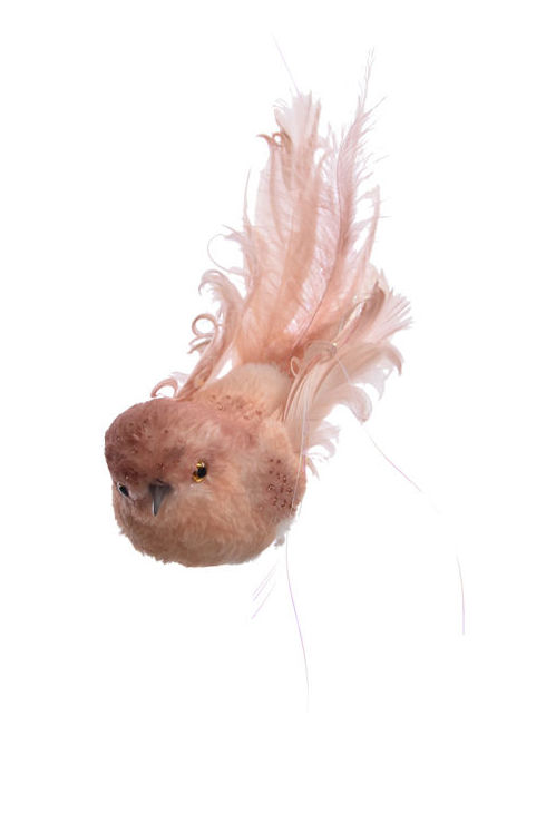 PAJARO CON CLIP 24CM (MELOCOTON) REF:90420038/PE PRECIO:1,60 € PAJARO CON CLIP 24CM (MELOCOTON) REF:90420038/PE PRECIO:1,60 €