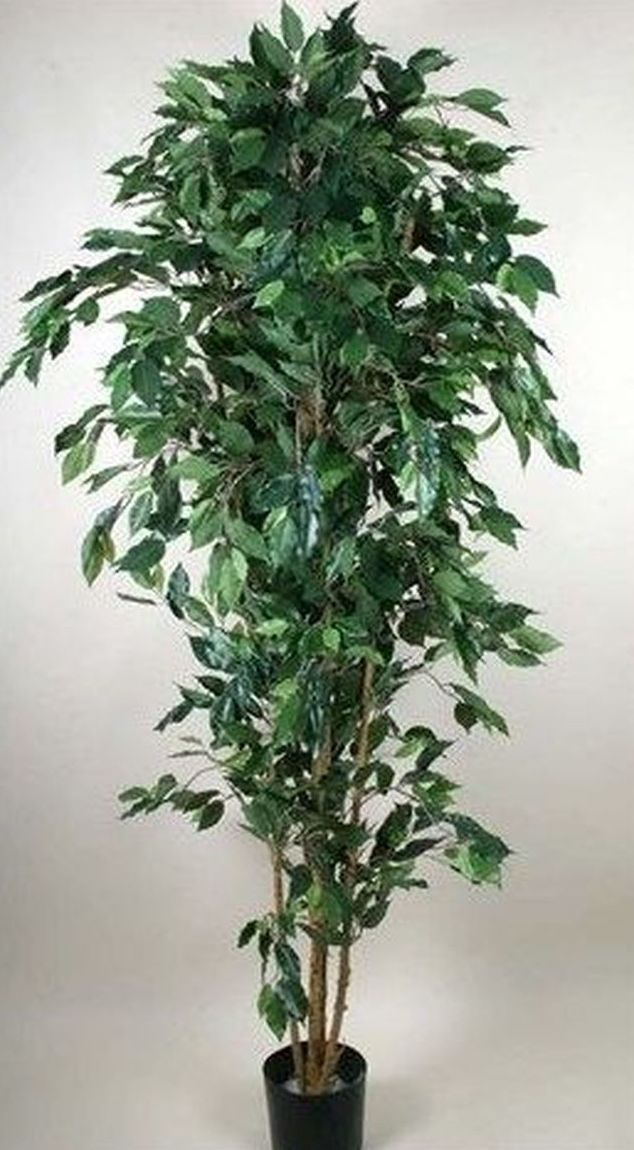 Ficus Ficus