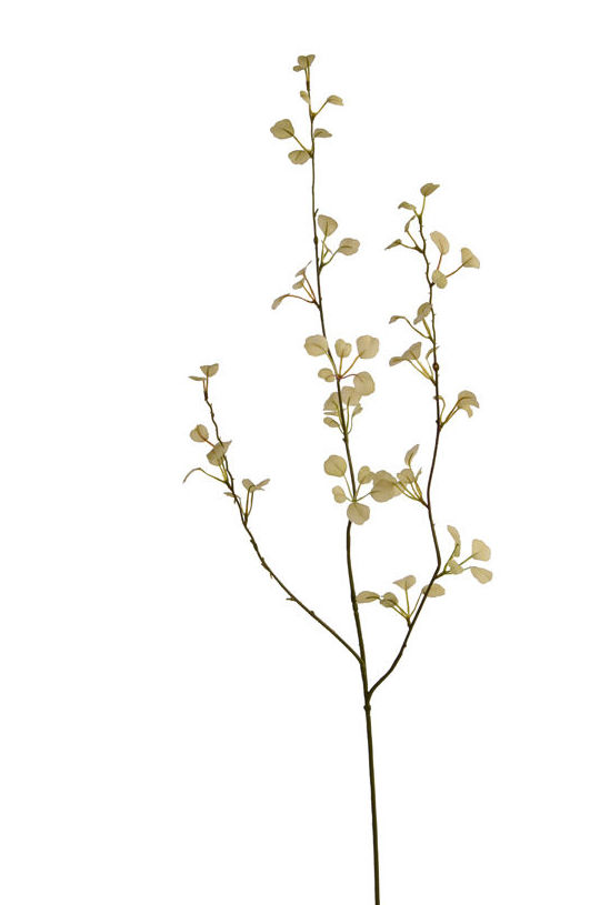 VARA HOJA DE CRASSULA 85CM (VERDE CLARO) REF:12020453/LTGR PRECIO: 2,60 € VARA HOJA DE CRASSULA 85CM (VERDE CLARO) REF:12020453/LTGR PRECIO: 2,60 €