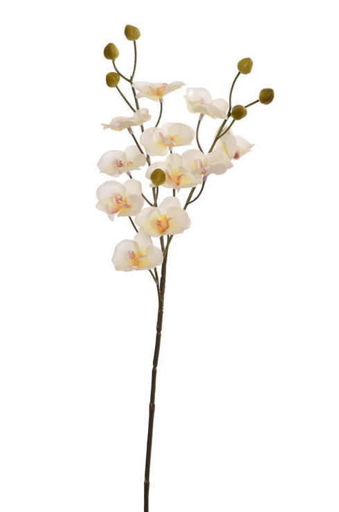 VARA MINI ORQUIDEA X3 (58CM)/ CREMA REF: 40010077/CR PRECIO: 2,20€ VARA MINI ORQUIDEA X3 (58CM)/ CREMA REF: 40010077/CR PRECIO: 2,20€