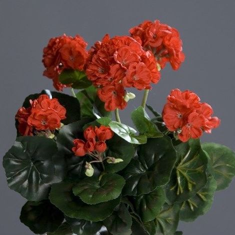 MATA GERANIO COLGANTE (52CM) COLOR: ROJO REF.:56235-02 PRECIO:12,85 € **AGOTADO** MATA GERANIO COLGANTE (52CM) COLOR: ROJO REF.:56235-02 PRECIO:12,85 € **AGOTADO**