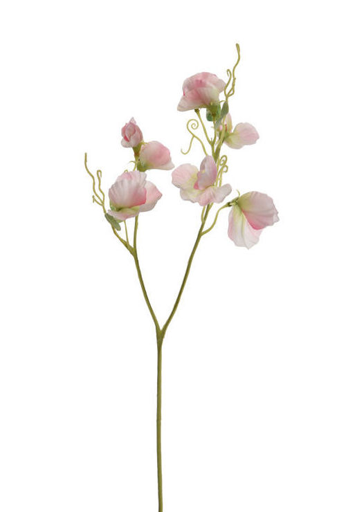 PICK FLOR DEL GUISANTE x2 (45CM)/ ROSA CLARO REF: 40010194/LTPI PRECIO: 1,60€ PICK FLOR DEL GUISANTE x2 (45CM)/ ROSA CLARO REF: 40010194/LTPI PRECIO: 1,60€