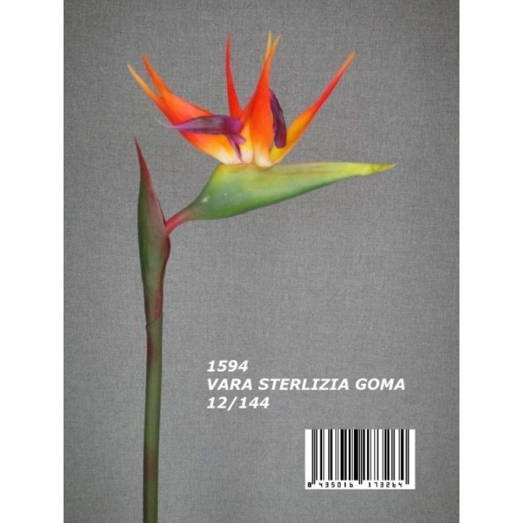 VARA STERLITZIA (83 CM). COLOR:NARANJA REF.:1594 SUR PRECIO: 3,50 € VARA STERLITZIA (83 CM). COLOR:NARANJA REF.:1594 SUR PRECIO: 3,50 €