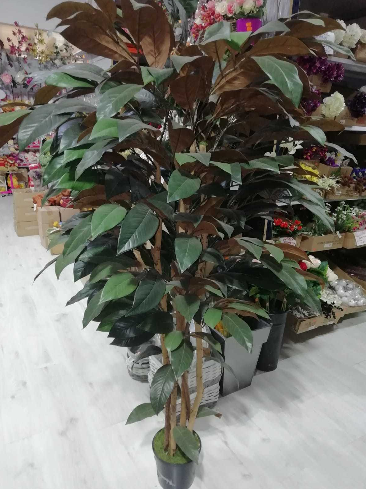 -ARBOL DE MAGNOLIO (1,80M)/ VERDE/BURDEOS REF: 474833 PRECIO: 229,85 € -ARBOL DE MAGNOLIO (1,80M)/ VERDE/BURDEOS REF: 474833 PRECIO: 229,85 €