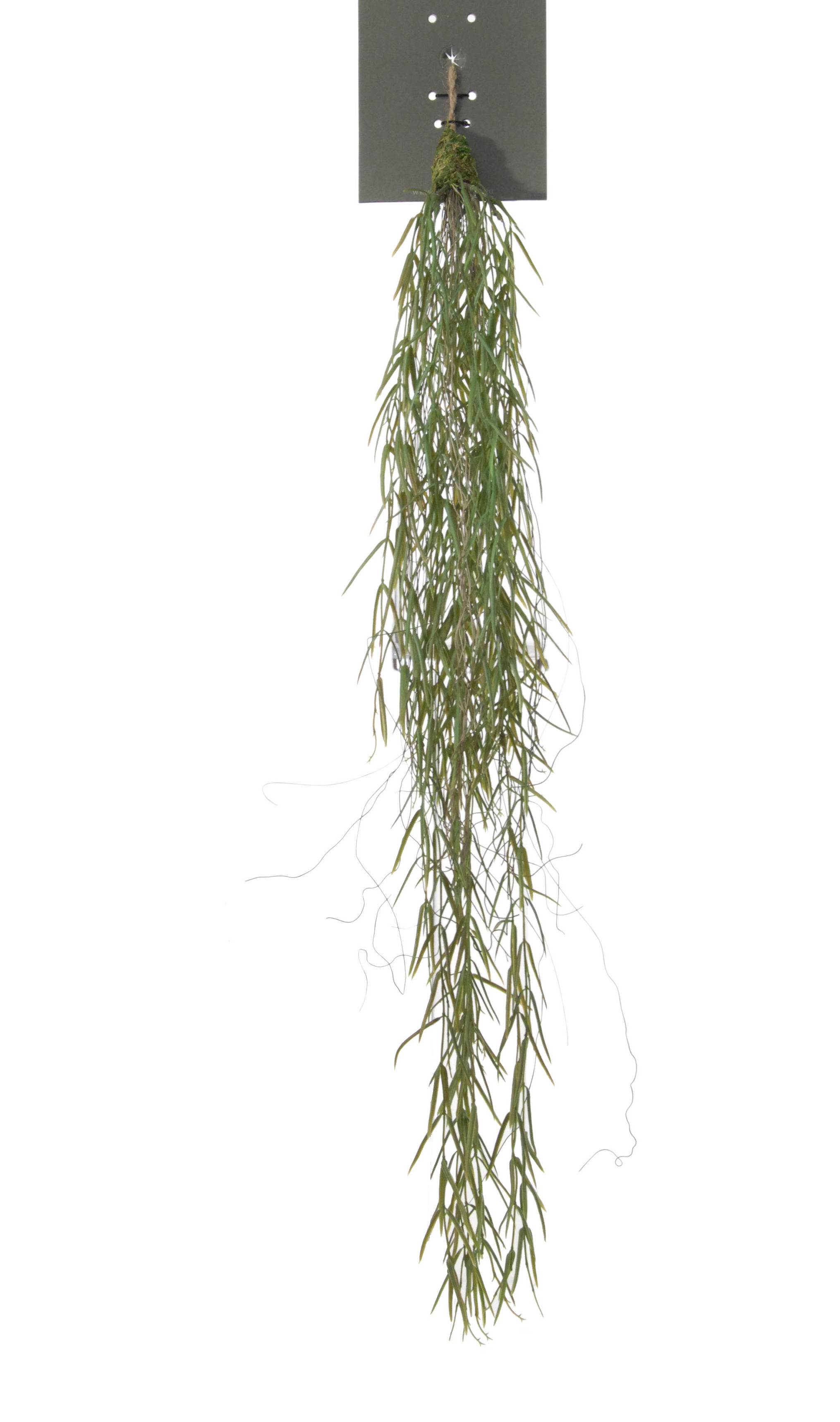 COLGANTE DE HOYA LINEARIS (95CM)/ VERDE-HEADER REF: 06740.00H PRECIO: 8,15€ COLGANTE DE HOYA LINEARIS (95CM)/ VERDE-HEADER REF: 06740.00H PRECIO: 8,15€