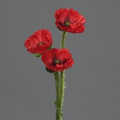 PQTE. 12 UNID.VARA AMAPOLA (35CM). COLOR:ROJO REF.:45120-02 PRECIO:0,80 € C/U PQTE. 12 UNID.VARA AMAPOLA (35CM). COLOR:ROJO REF.:45120-02 PRECIO:0,80 € C/U