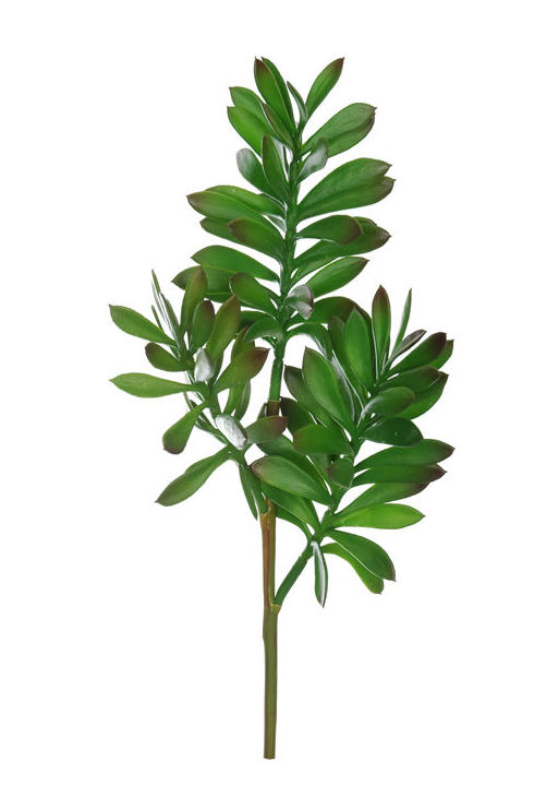 PICK CRASSULA X3 (38CM). COLOR: VERDE REF.:61540/GR PRECIO: 3,90 € PICK CRASSULA X3 (38CM). COLOR: VERDE REF.:61540/GR PRECIO: 3,90 €