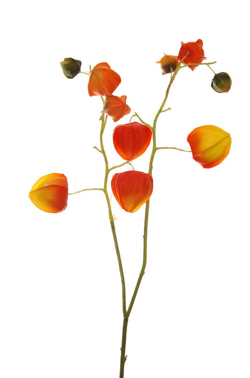 PICK PHYSALIS (37CM) COLOR:NARANJA REF.:41836/OR PRECIO:2,00 € PICK PHYSALIS (37CM) COLOR:NARANJA REF.:41836/OR PRECIO:2,00 €