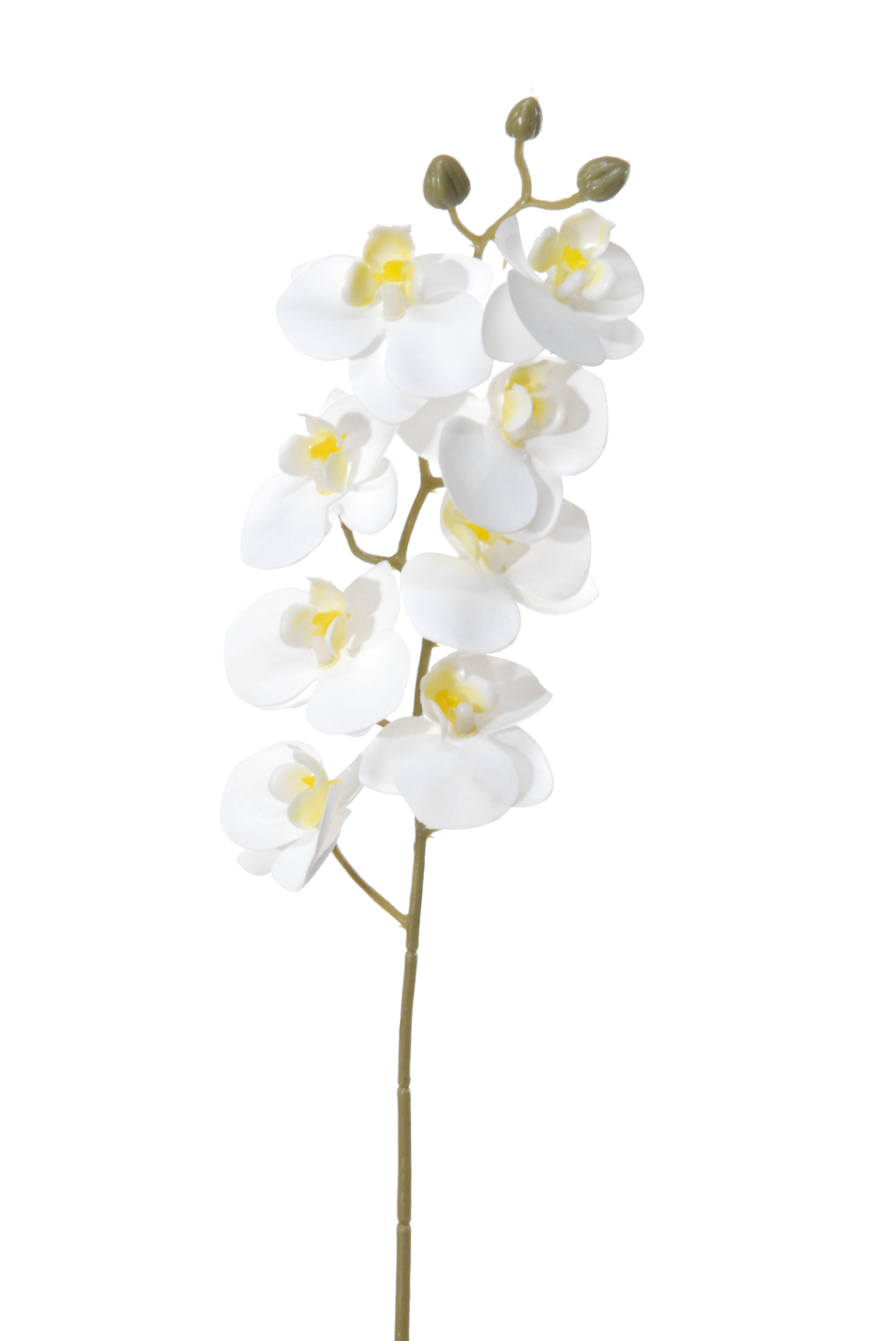 VARA DE PHALAENOPSIS (75CM)/ BLANCO REF: 09205.403 PRECIO: 1,75€ VARA DE PHALAENOPSIS (75CM)/ BLANCO REF: 09205.403 PRECIO: 1,75€