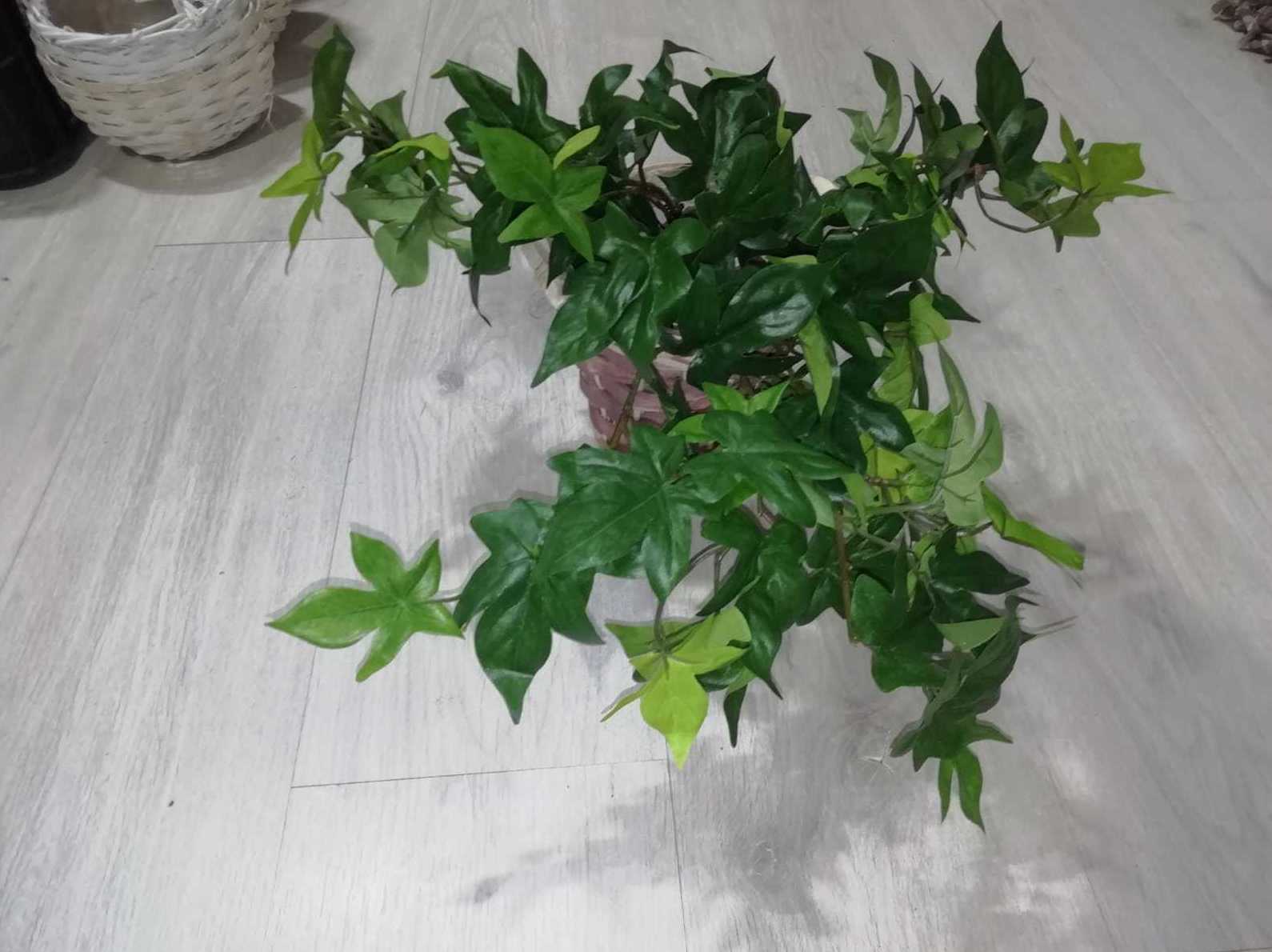 CISSUS COLGANTE x7 UV RESIST. REF.:471615.500 PRECIO: 6,50 € CISSUS COLGANTE x7 UV RESIST. REF.:471615.500 PRECIO: 6,50 €
