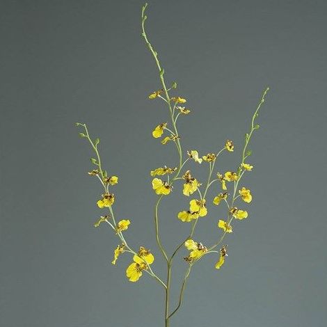 Oncidium: CATÁLOGO de Fernando Gallego, S.C.P. Oncidium: CATÁLOGO de Fernando Gallego, S.C.P.