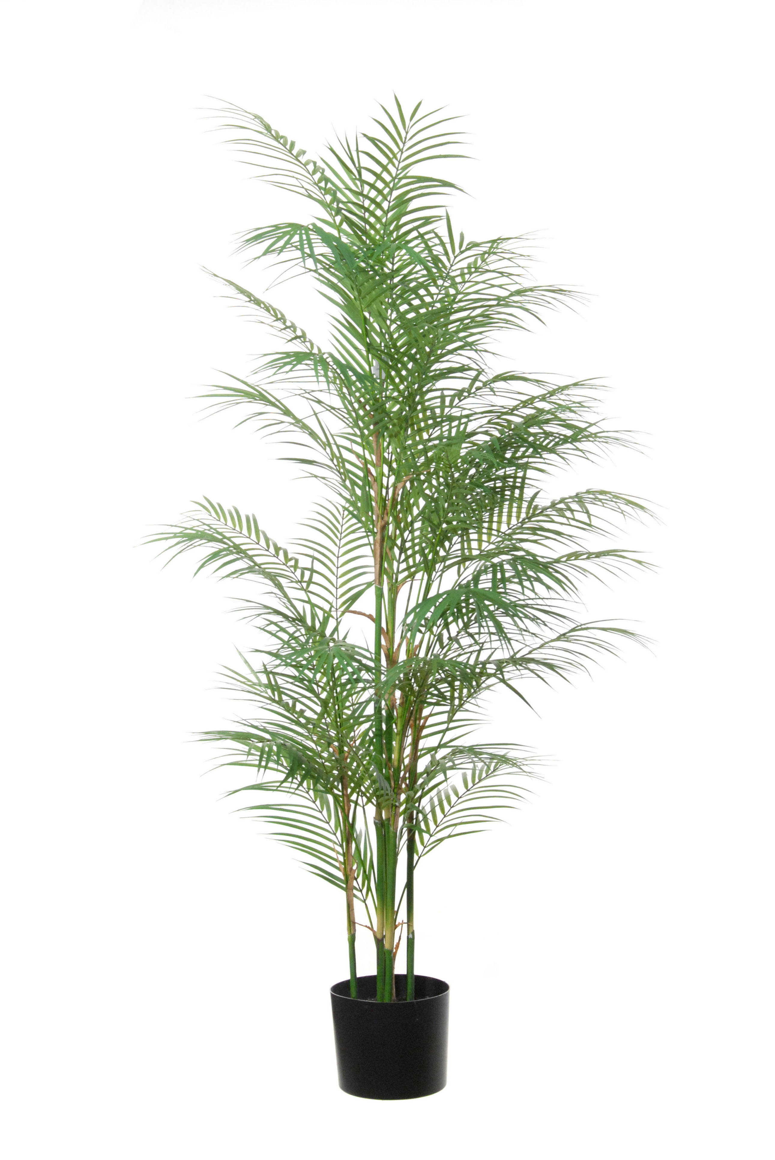 PLANTA DE ARECA C/MACETA (145CM)/ VERDE REF: 17050,145 PRECIO: 101,75€ PLANTA DE ARECA C/MACETA (145CM)/ VERDE REF: 17050,145 PRECIO: 101,75€