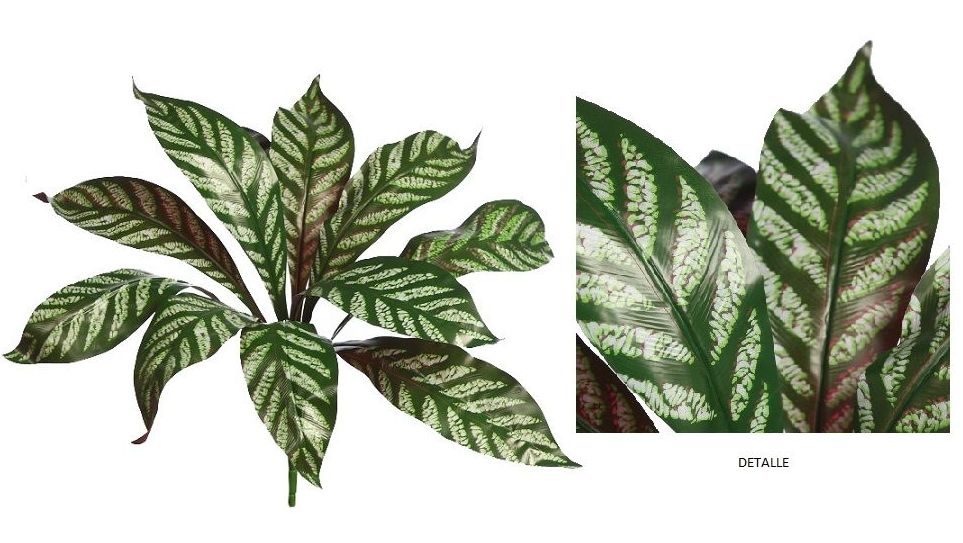 PLANTA DE APELANDRA (D.55x H.40CM) REF: AD0772.10 PRECIO: 2,50€ PLANTA DE APELANDRA (D.55x H.40CM) REF: AD0772.10 PRECIO: 2,50€