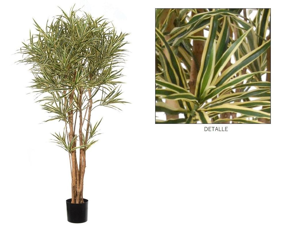 DRACENA REFLEXA C/MACETA (150CM)/ VARIEGATA REF: 42082.150 PRECIO: 235,00€ DRACENA REFLEXA C/MACETA (150CM)/ VARIEGATA REF: 42082.150 PRECIO: 235,00€