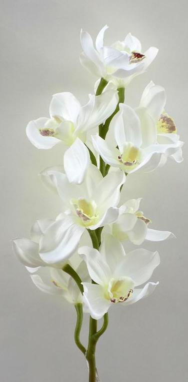 VARA CIMBIDIUM (TELA) X10. COLOR:BLANCO REF.:4835 BLANCO PRECIO:4,60 € VARA CIMBIDIUM (TELA) X10. COLOR:BLANCO REF.:4835 BLANCO PRECIO:4,60 €