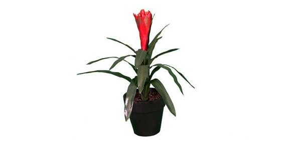Plantas con flor: CATÁLOGO de Fernando Gallego, S.C.P. Plantas con flor: CATÁLOGO de Fernando Gallego, S.C.P.