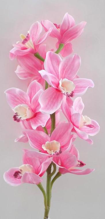 VARA CIMBIDIUM (TELA) X10. COLOR:FUCSIA REF.:4835 FUCSIA PRECIO:4,60 € VARA CIMBIDIUM (TELA) X10. COLOR:FUCSIA REF.:4835 FUCSIA PRECIO:4,60 €