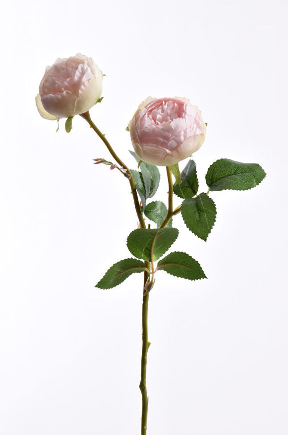 VARA DE ROSAx2 (65CM)/ ROSA REF: 40110002/PI PRECIO: 1,80€ VARA DE ROSAx2 (65CM)/ ROSA REF: 40110002/PI PRECIO: 1,80€