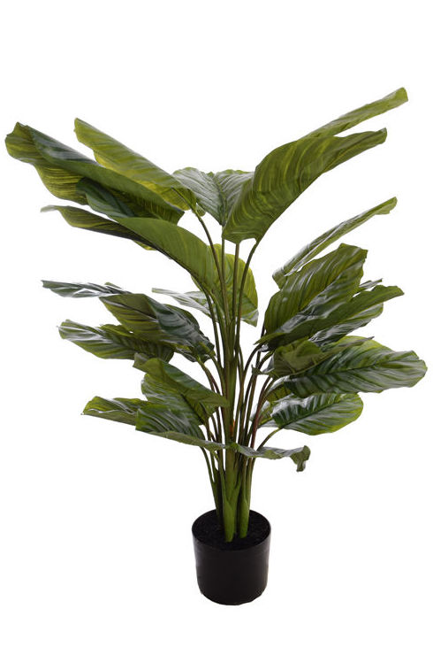 PLANTA CALATHEA (115 CM) VERDE REF:56070008 GR PRECIO:48,00 € PLANTA CALATHEA (115 CM) VERDE REF:56070008 GR PRECIO:48,00 €