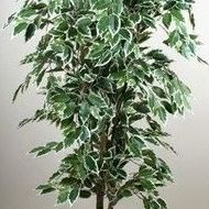 Ficus Ficus