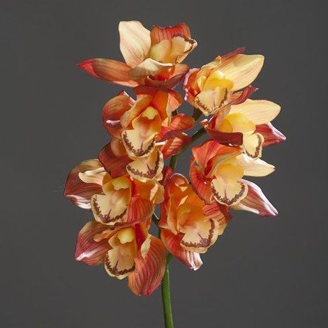 Cimbidium: CATÁLOGO de Fernando Gallego, S.C.P. Cimbidium: CATÁLOGO de Fernando Gallego, S.C.P.