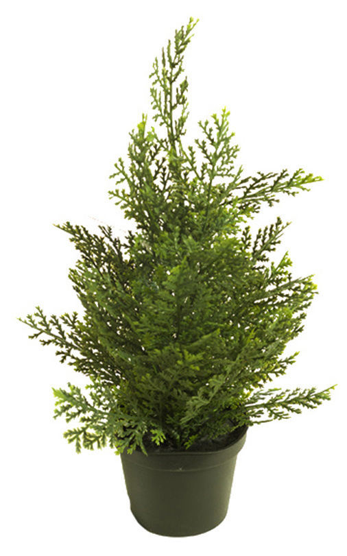CIPRES CEDAR 32 CM. COLORES:VERDE CLARO/VERDE OSCURO REF:470352 PRECIO:3,60 € CIPRES CEDAR 32 CM. COLORES:VERDE CLARO/VERDE OSCURO REF:470352 PRECIO:3,60 €
