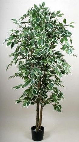Ficus Benjamina: CATÁLOGO de Fernando Gallego, S.C.P. Ficus Benjamina: CATÁLOGO de Fernando Gallego, S.C.P.