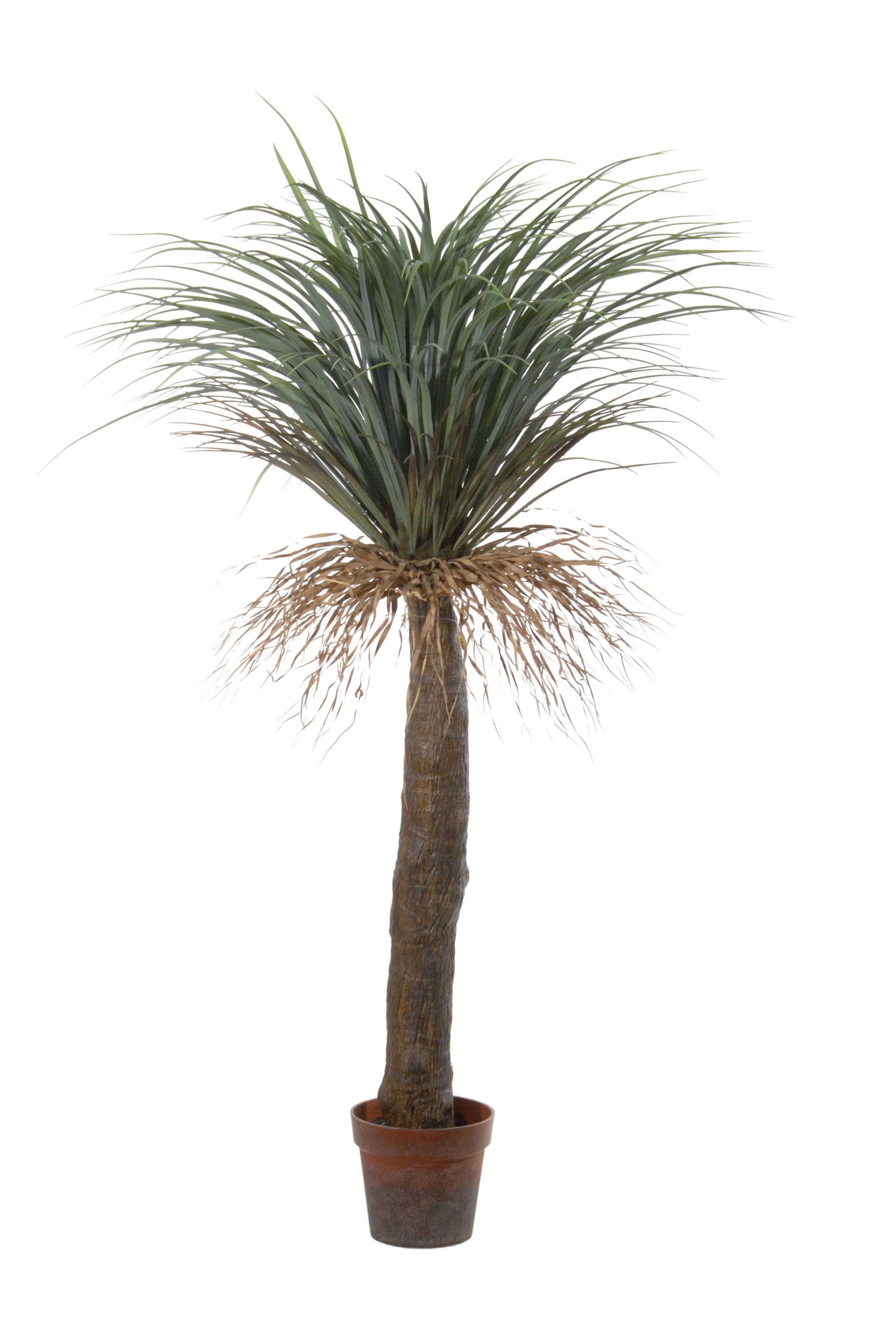 PLANTA DE YUCCA C/MACETA (150CM)/ VERDE REF: 40149.150 PRECIO: 145,00€ PLANTA DE YUCCA C/MACETA (150CM)/ VERDE REF: 40149.150 PRECIO: 145,00€