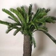 Palmeras Palmeras