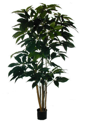 ARBOL ARALIA ELEGANTISIMA (150MT) REF.:70498/GR PRECIO: 67,00 € ARBOL ARALIA ELEGANTISIMA (150MT) REF.:70498/GR PRECIO: 67,00 €