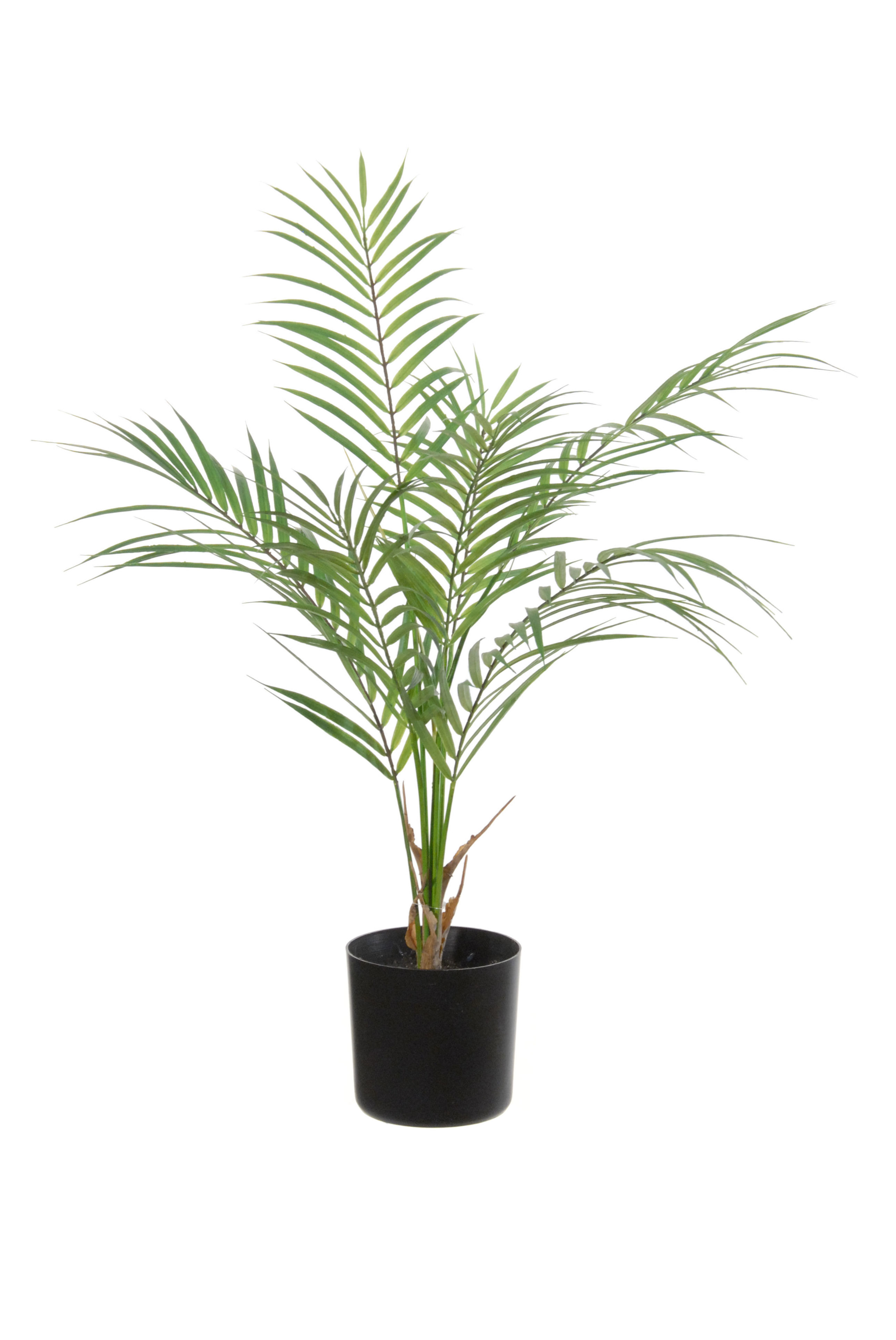 PLANTA DE ARECA C/MACETA (60CM)/ VERDE REF: 17050.060 PRECIO: 16,75€ PLANTA DE ARECA C/MACETA (60CM)/ VERDE REF: 17050.060 PRECIO: 16,75€