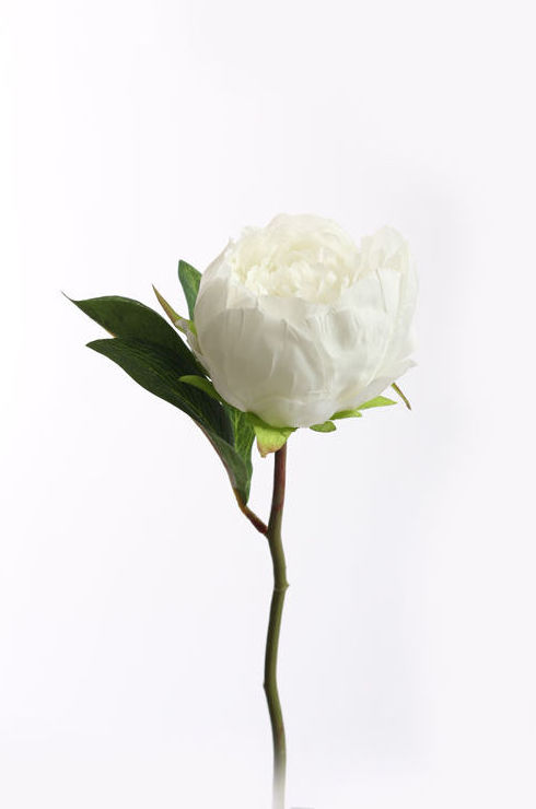 VARA DE PEONIA TALLO CORTO/ CREMA REF: 30010083/CR PRECIO: 1,75€ VARA DE PEONIA TALLO CORTO/ CREMA REF: 30010083/CR PRECIO: 1,75€