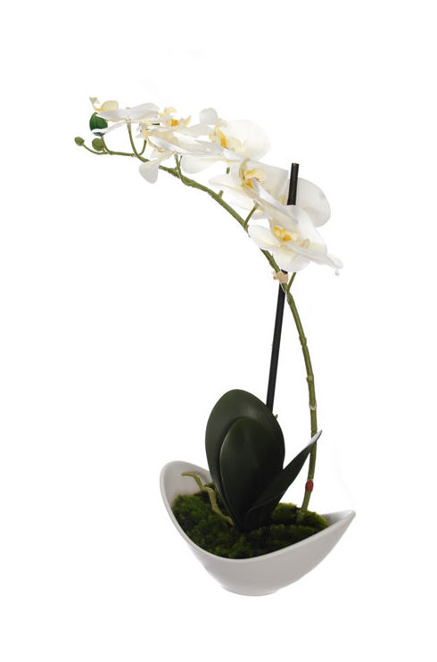 PLANTA ORQUIDEA/BOWL PLASTIC BL. COLOR:BLANCO REF.:56010258/CR PRECIO:12,00 € PLANTA ORQUIDEA/BOWL PLASTIC BL. COLOR:BLANCO REF.:56010258/CR PRECIO:12,00 €