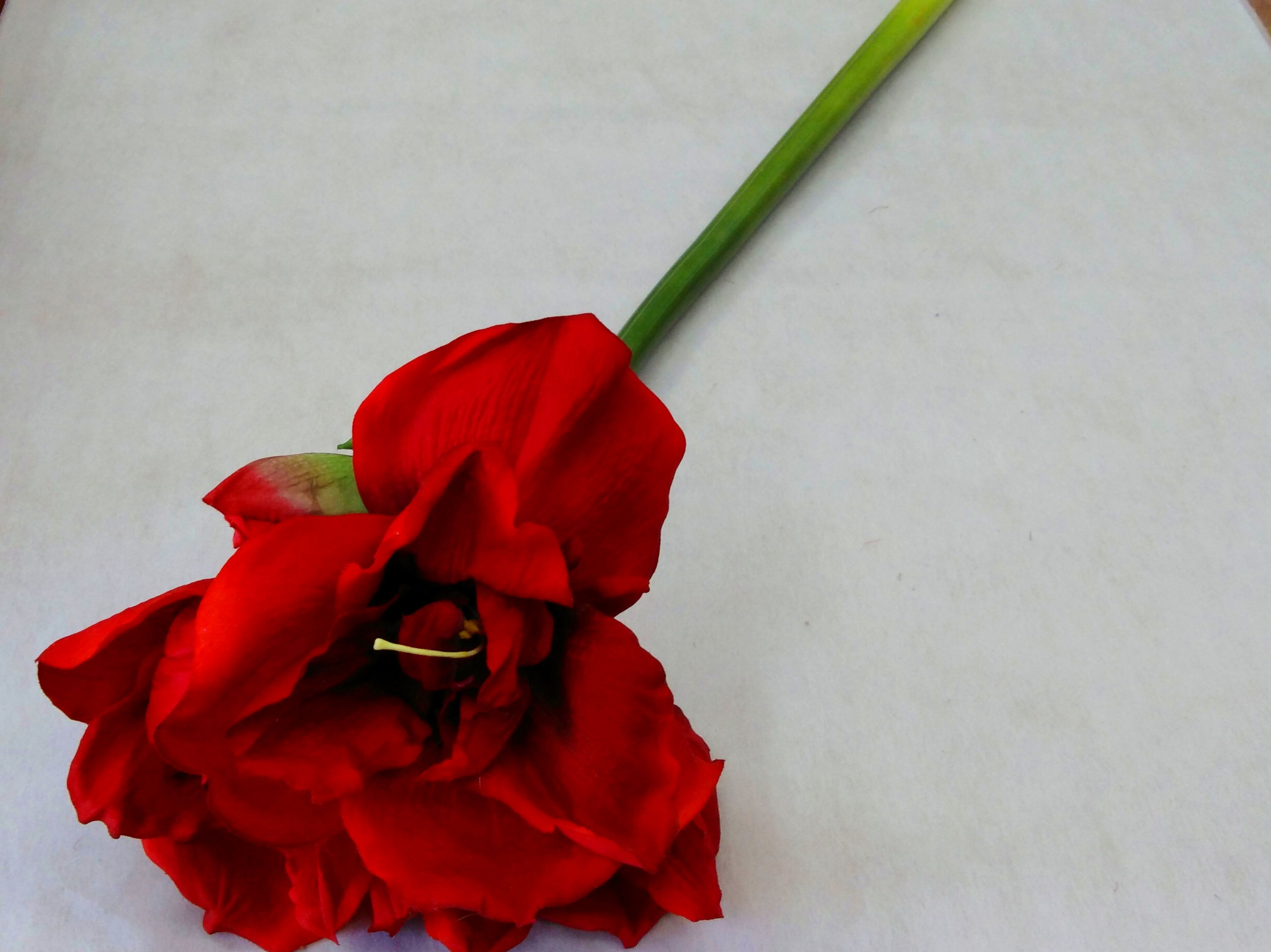 Amarilis tacto natural.(85 cm.)REF.:115734 COLOR: Rojo PRECIO: 6,95 € Amarilis tacto natural.(85 cm.)REF.:115734 COLOR: Rojo PRECIO: 6,95 €