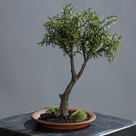 Bonsai: CATÁLOGO de Fernando Gallego, S.C.P. Bonsai: CATÁLOGO de Fernando Gallego, S.C.P.