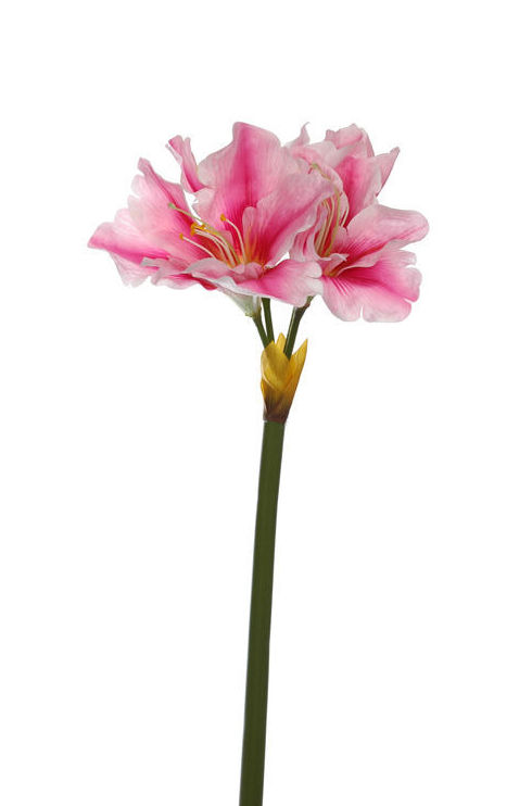VARA DE AMARILIS (72CM)/ ROSA REF: 40010018/PI PRECIO: 3,80€ VARA DE AMARILIS (72CM)/ ROSA REF: 40010018/PI PRECIO: 3,80€