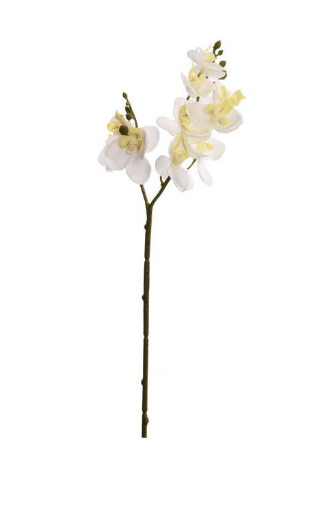 VARA CORTA ORQUIDEA X2 (42CM)/CREMA REF: 40010054/CR PRECIO: 1,60€ VARA CORTA ORQUIDEA X2 (42CM)/CREMA REF: 40010054/CR PRECIO: 1,60€
