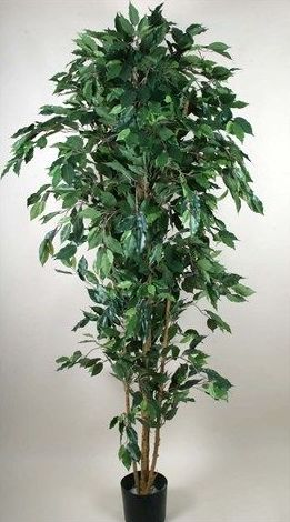Ficus Benjamina: CATÁLOGO de Fernando Gallego, S.C.P. Ficus Benjamina: CATÁLOGO de Fernando Gallego, S.C.P.