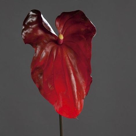 VARA ANTHURIUM GIGANTE LATEX (89CM) ROJO REF.:42687-02 PRECIO:6,75 € VARA ANTHURIUM GIGANTE LATEX (89CM) ROJO REF.:42687-02 PRECIO:6,75 €
